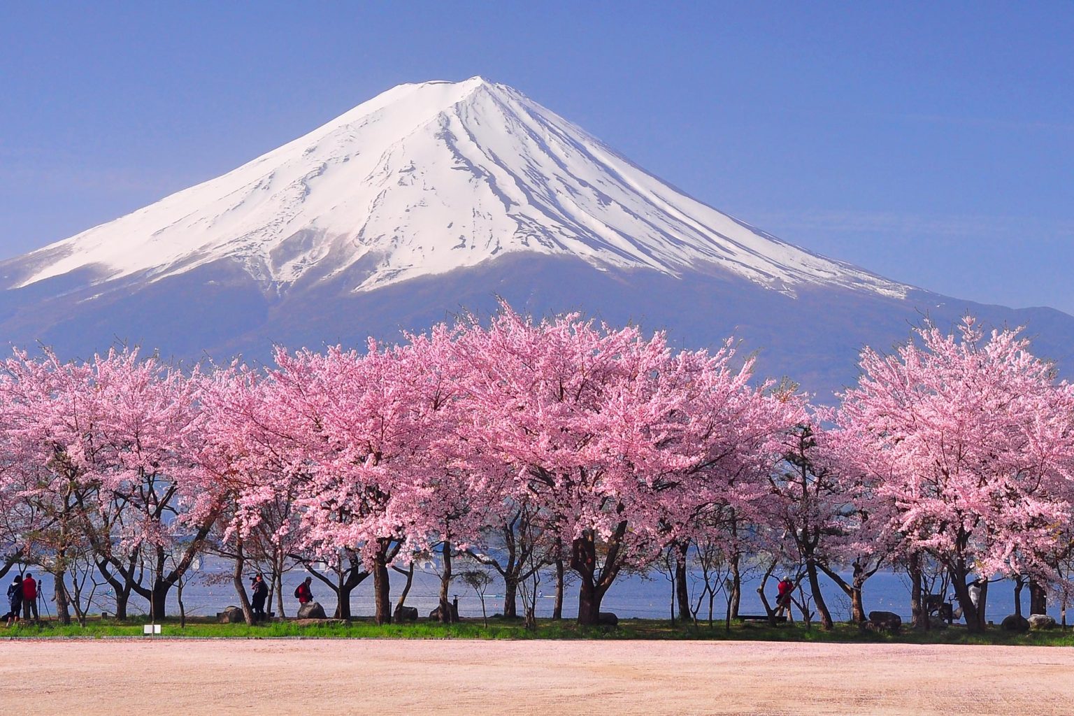Japanese Cherry Blossom Festival - Kitti Lindsay