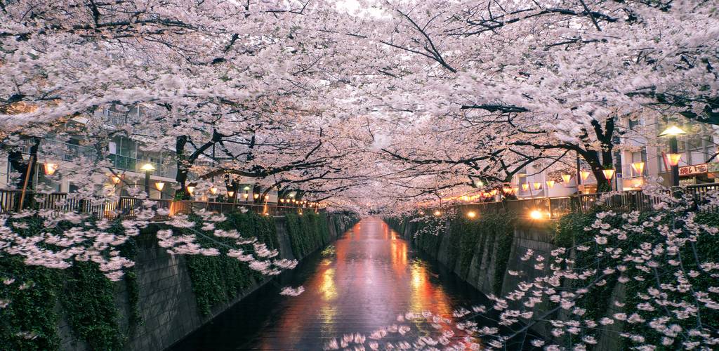 Cherry Blossom Archives | Expats Holidays