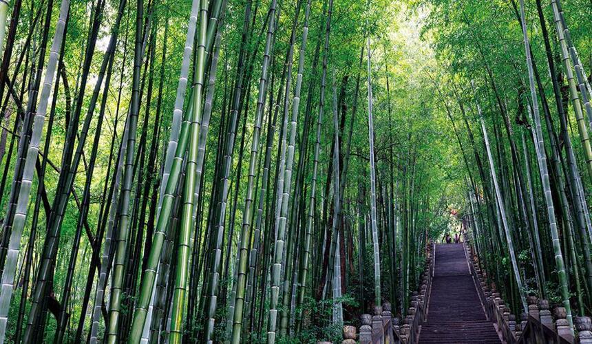 house of flying daggers bamboo forest