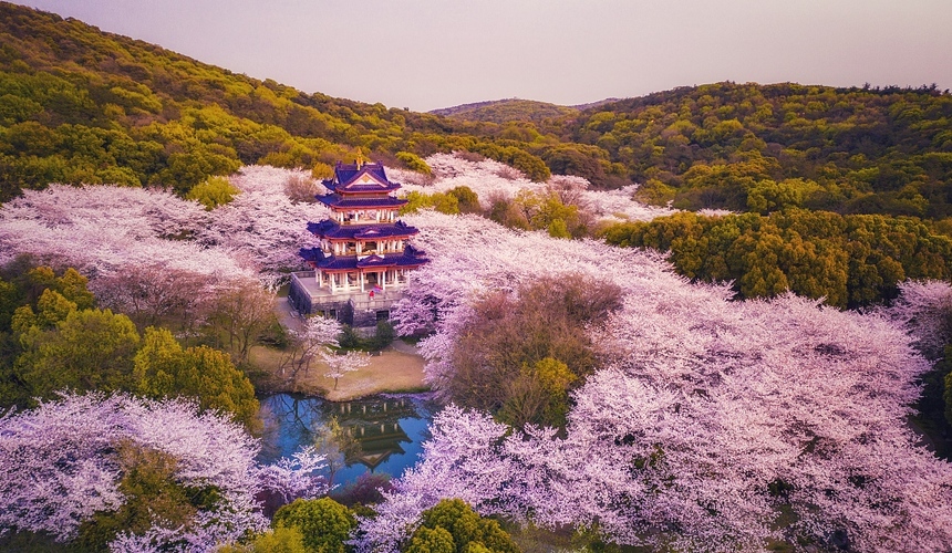 Discover the Breathtaking Ruyi Bridge in China Adorned with Pink ...