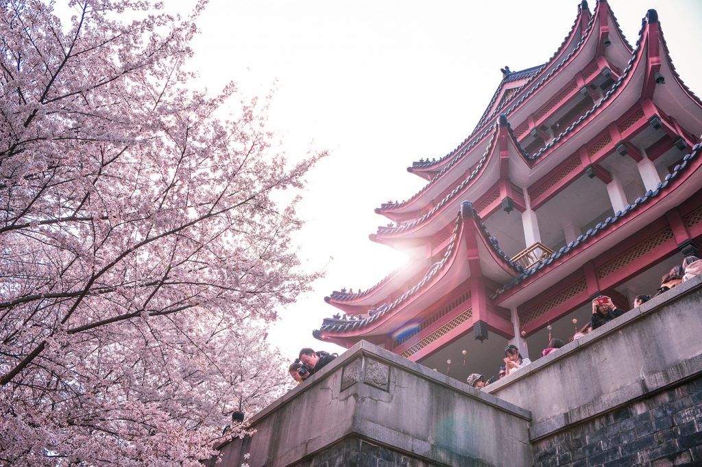 Best time and places to see China's Cherry Blossom Expats Holidays