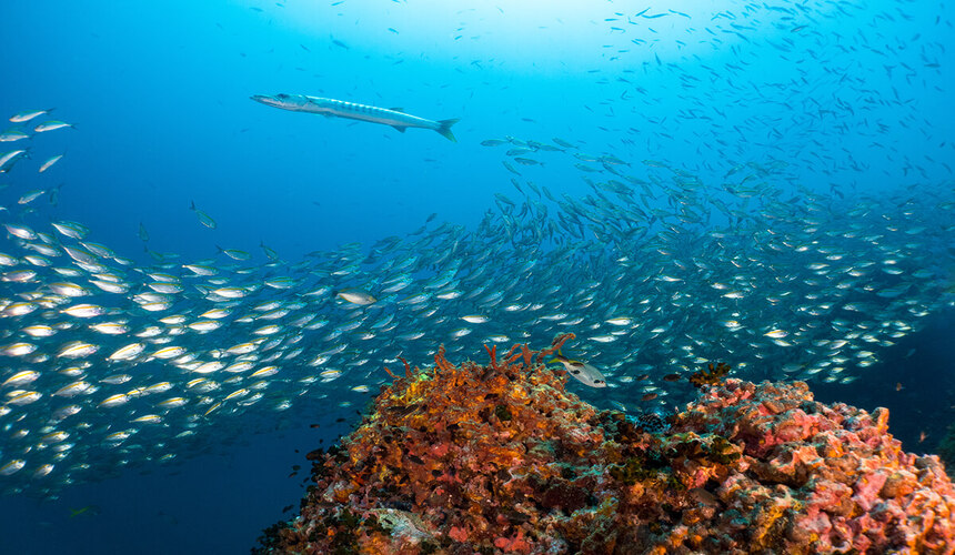Scuba diver exploring coral reefs and marine life in the clear waters off Koh Samui.